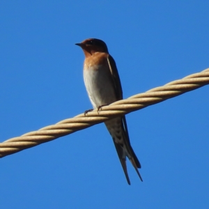 Hirundo neoxena at Narrabeen, NSW - 28 Apr 2023