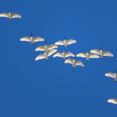 Threskiornis molucca (Australian White Ibis) at Narrabeen, NSW - 27 Apr 2023 by MatthewFrawley