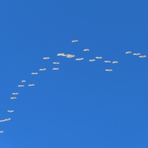 Threskiornis molucca at Narrabeen, NSW - 28 Apr 2023