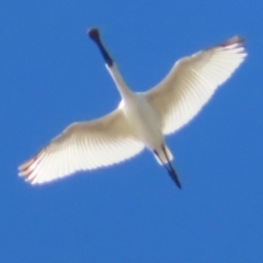 Platalea regia (Royal Spoonbill) at Narrabeen, NSW - 28 Apr 2023 by MatthewFrawley