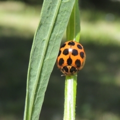 Harmonia conformis (Common Spotted Ladybird) at Pollinator-friendly garden Conder - 9 Nov 2022 by michaelb