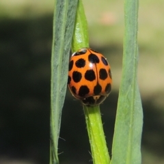 Harmonia conformis at Conder, ACT - 10 Nov 2022 10:21 AM