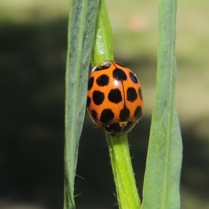 Harmonia conformis at Conder, ACT - 10 Nov 2022 10:21 AM