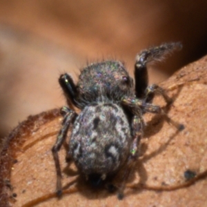 Bianor maculatus at Yass, NSW - 4 May 2023