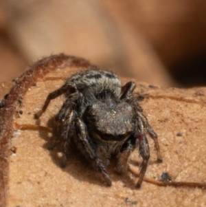 Bianor maculatus at Yass, NSW - 4 May 2023