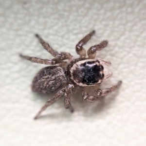 Maratus griseus at Watson, ACT - 27 Apr 2023 06:40 PM