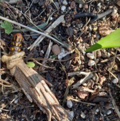 Metura elongatus at Wright, ACT - 4 May 2023 02:22 PM