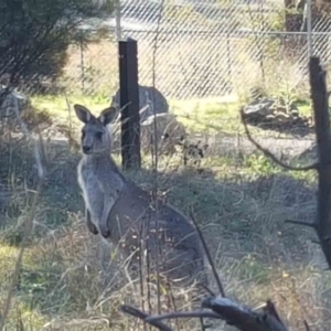 Macropus giganteus at O'Connor, ACT - 4 May 2023 03:09 PM