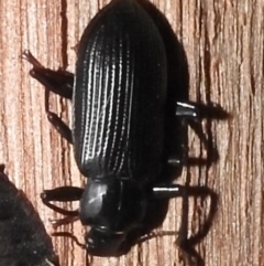 Meneristes australis at Burradoo, NSW - 8 Apr 2023 by GlossyGal