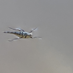 Boreoides subulatus at Hackett, ACT - 4 May 2023