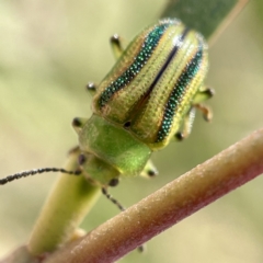 Calomela juncta at Hackett, ACT - 4 May 2023 02:40 PM