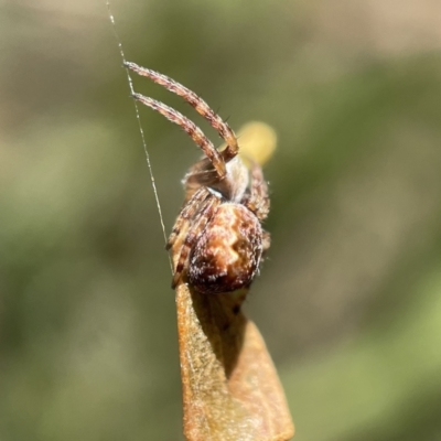 Salsa fuliginata (Sooty Orb-weaver) at Hackett, ACT - 4 May 2023 by Hejor1