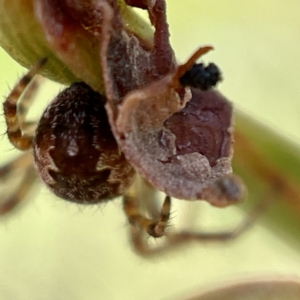 Salsa fuliginata at Hackett, ACT - 4 May 2023 02:35 PM