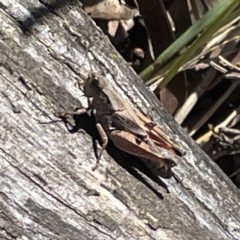 Phaulacridium vittatum (Wingless Grasshopper) at Hackett, ACT - 4 May 2023 by Hejor1