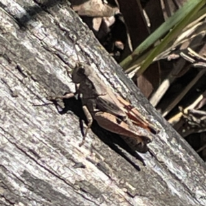 Phaulacridium vittatum at Hackett, ACT - 4 May 2023