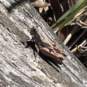 Phaulacridium vittatum at Hackett, ACT - 4 May 2023 02:28 PM