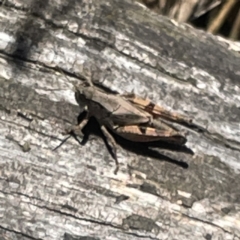 Phaulacridium vittatum at Hackett, ACT - 4 May 2023 02:28 PM