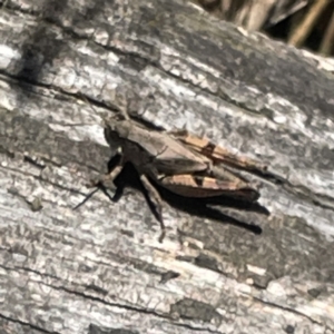 Phaulacridium vittatum at Hackett, ACT - 4 May 2023