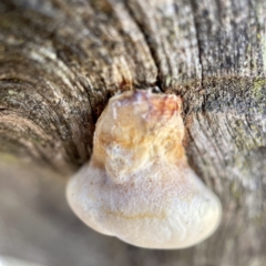 Polypore sp. at Hackett, ACT - 4 May 2023 by Hejor1