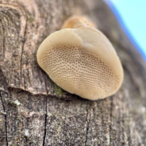 Polypore sp. at Hackett, ACT - 4 May 2023