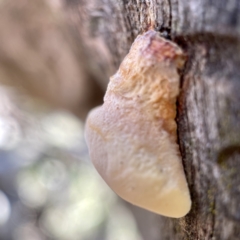 Polypore sp. at Hackett, ACT - 4 May 2023 02:23 PM