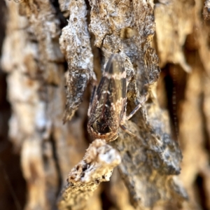 Eurypella tasmaniensis at Hackett, ACT - 4 May 2023 02:09 PM