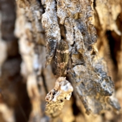 Eurypella tasmaniensis at Hackett, ACT - 4 May 2023 02:09 PM