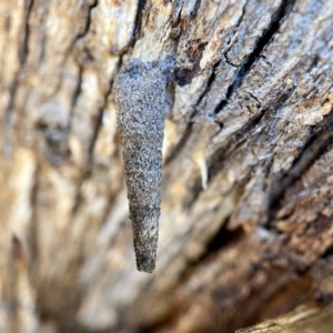 Lepidoscia (genus) IMMATURE at Hackett, ACT - 4 May 2023