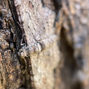 Chloroclystis (genus) at Hackett, ACT - 4 May 2023