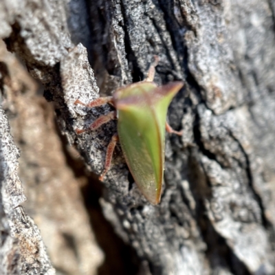 Sextius virescens (Acacia horned treehopper) at Hackett, ACT - 4 May 2023 by Hejor1