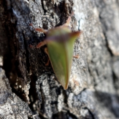 Sextius virescens at Hackett, ACT - 4 May 2023