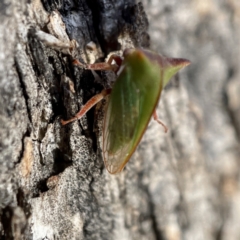 Sextius virescens at Hackett, ACT - 4 May 2023 02:04 PM