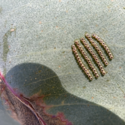 Uraba lugens (Gumleaf Skeletonizer) at Hackett, ACT - 4 May 2023 by Hejor1