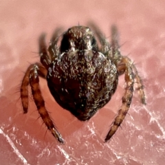 Dolophones sp. (genus) at Hackett, ACT - 4 May 2023 01:35 PM