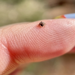 Dolophones sp. (genus) at Hackett, ACT - 4 May 2023 01:35 PM