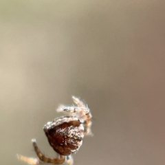 Dolophones sp. (genus) at Hackett, ACT - 4 May 2023 01:35 PM