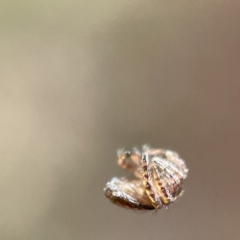 Dolophones sp. (genus) at Hackett, ACT - 4 May 2023 01:35 PM