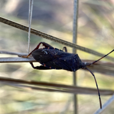 Coreidae (family) (Coreid plant bug) at Hackett, ACT - 4 May 2023 by Hejor1