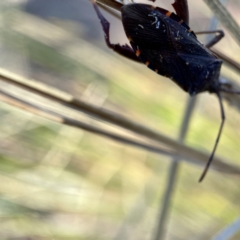 Coreidae (family) at Hackett, ACT - 4 May 2023