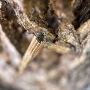 Lepidoscia arctiella at Hackett, ACT - 4 May 2023