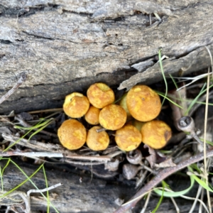 Gymnopilus sp. at Hackett, ACT - 4 May 2023