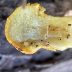 Gymnopilus sp. at Hackett, ACT - 4 May 2023