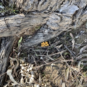 Gymnopilus sp. at Hackett, ACT - 4 May 2023