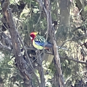 Platycercus eximius at Downer, ACT - 4 May 2023