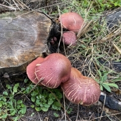 Unidentified Cap on a stem; gills below cap [mushrooms or mushroom-like] at Mallacoota, VIC - 29 Apr 2023 by GlossyGal