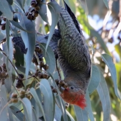 Callocephalon fimbriatum at Hughes, ACT - suppressed