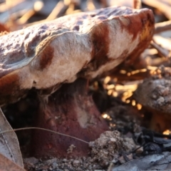 Unidentified Bolete - Fleshy texture, stem central (more-or-less) at Hughes, ACT - 4 May 2023 by LisaH