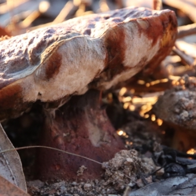 Unidentified Bolete - Fleshy texture, stem central (more-or-less) at Hughes, ACT - 4 May 2023 by LisaH