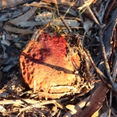 Bolete sp. at Hughes, ACT - 4 May 2023 06:09 PM