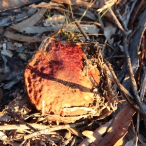 Bolete sp. at Hughes, ACT - 4 May 2023 06:09 PM